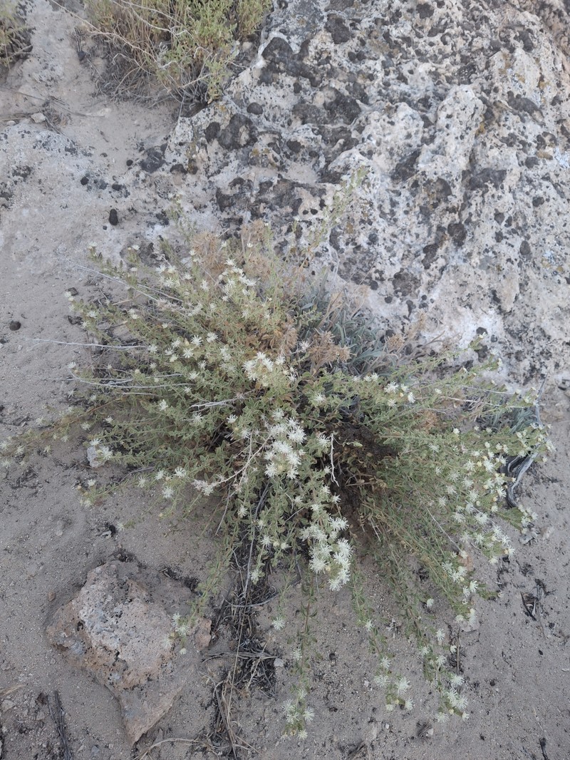 Brickellia microphylla var. microphylla photo 4
