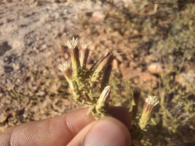 Brickellia microphylla var. microphylla photo 5