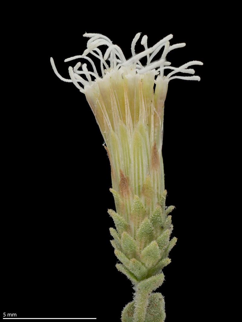 Brickellia microphylla var. microphylla photo 6