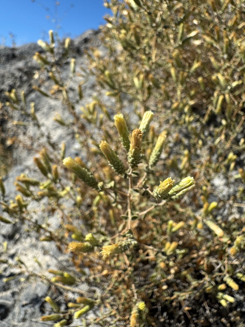 Brickellia microphylla var. microphylla photo 7