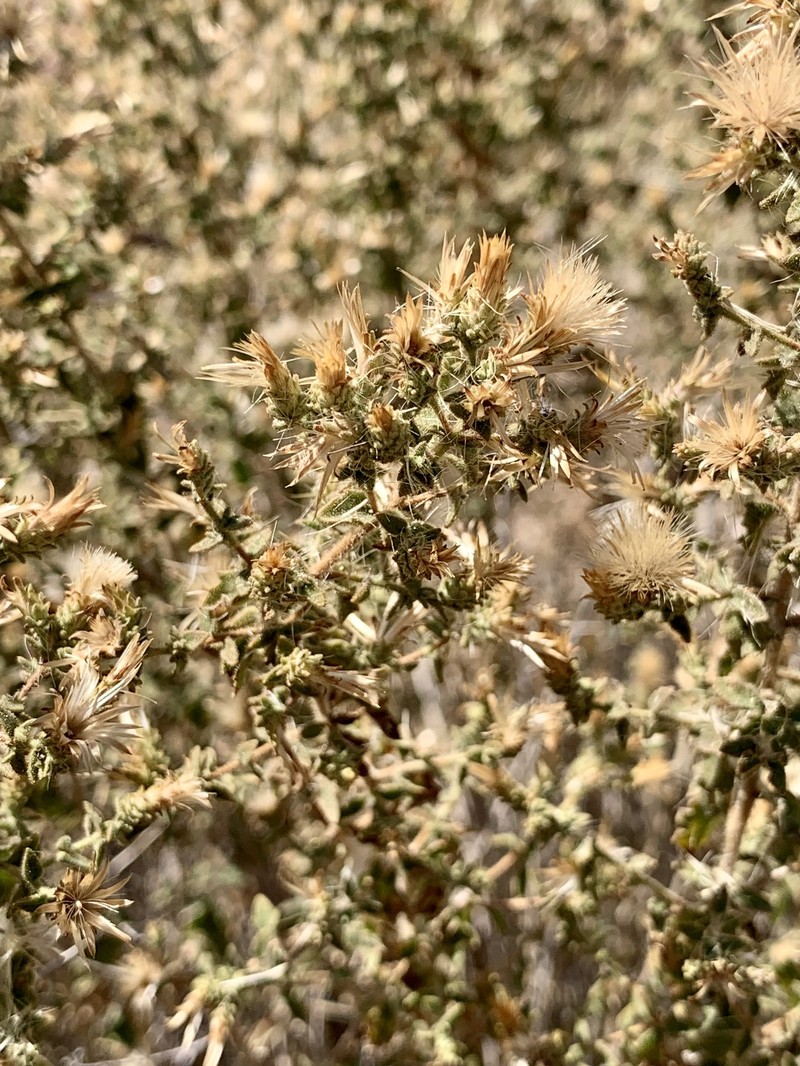Brickellia microphylla var. microphylla photo 8