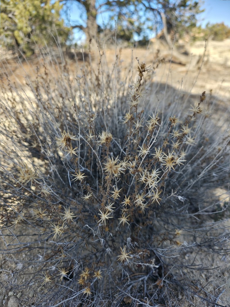 Brickellia microphylla var. scabra photo 2
