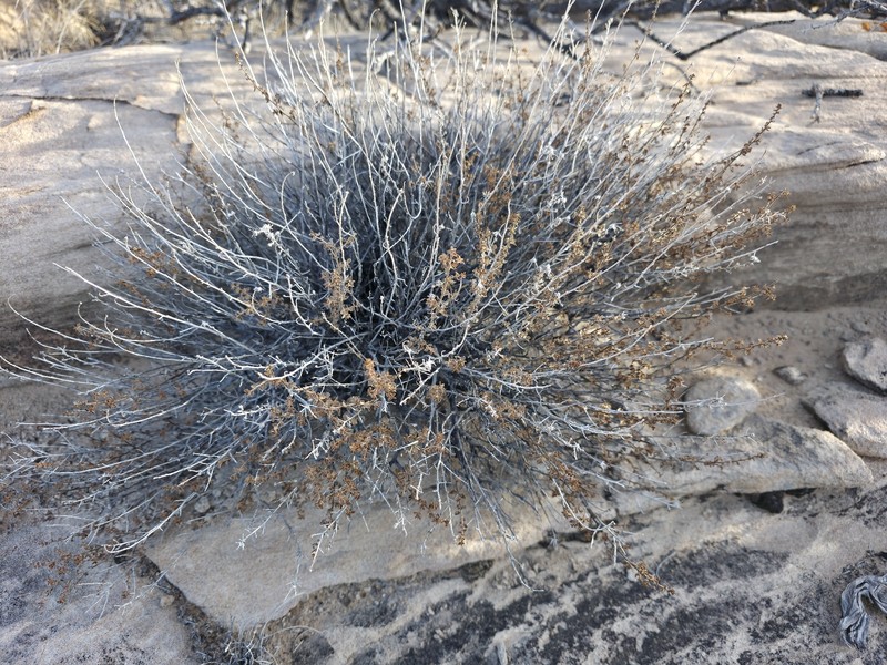 Brickellia microphylla var. scabra photo 3