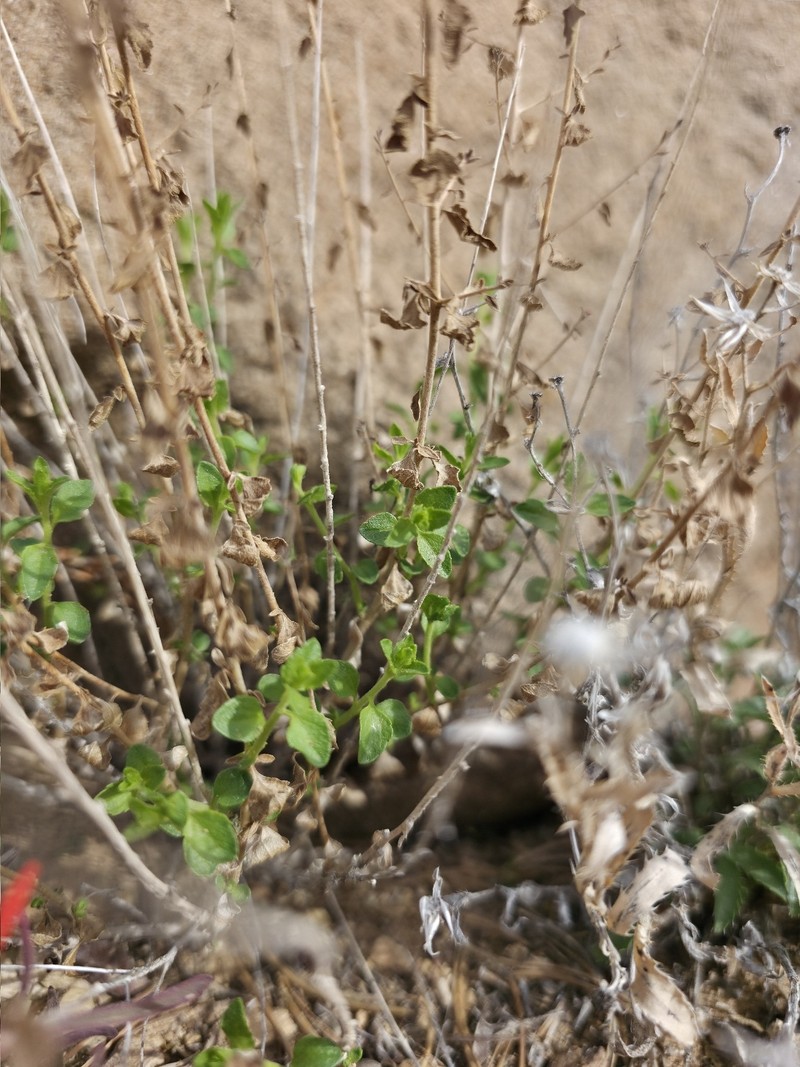 Brickellia microphylla var. scabra photo 4