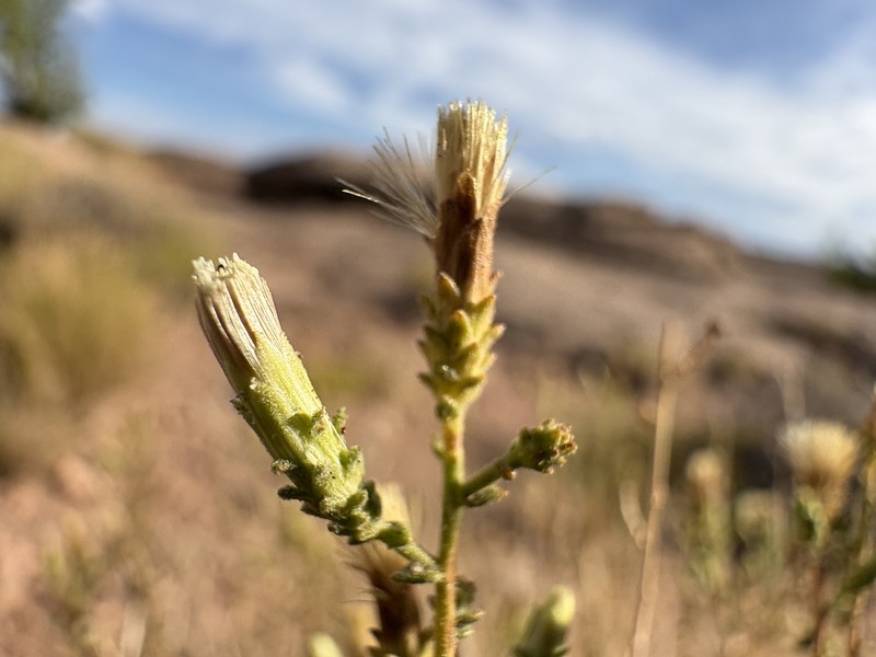 Brickellia microphylla var. scabra