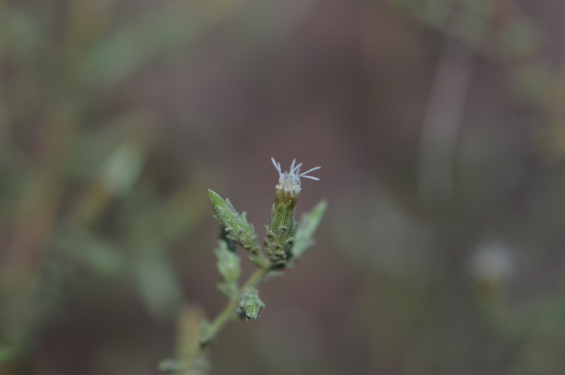 Brickellia microphylla var. scabra photo 2