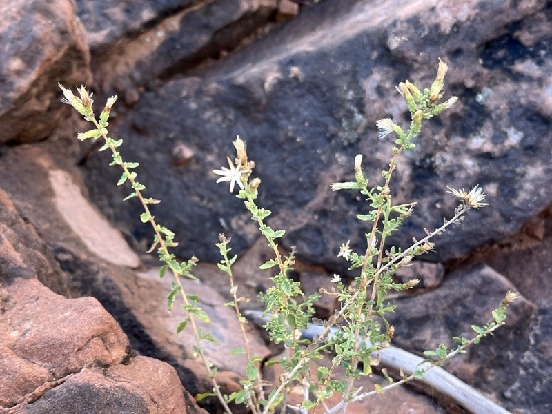 Brickellia microphylla var. scabra photo 3