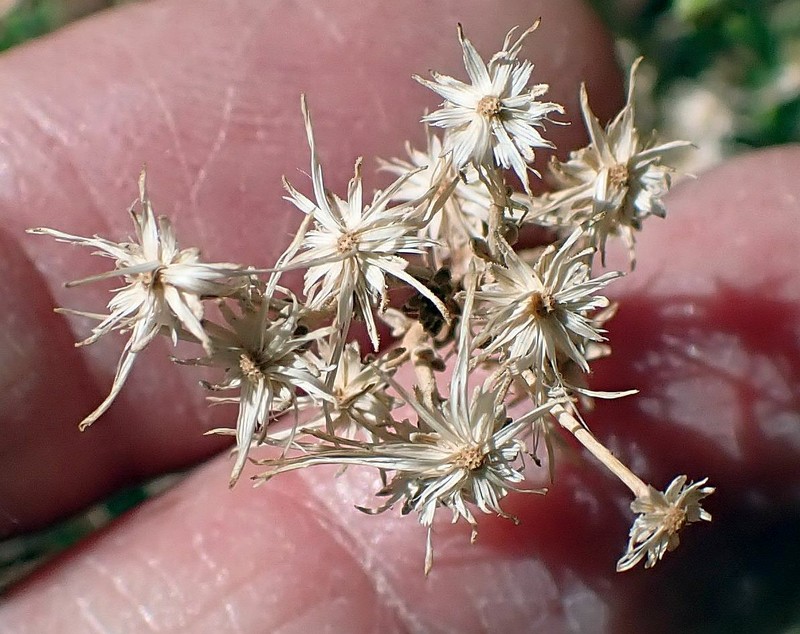 Brickellia microphylla var. scabra photo 4