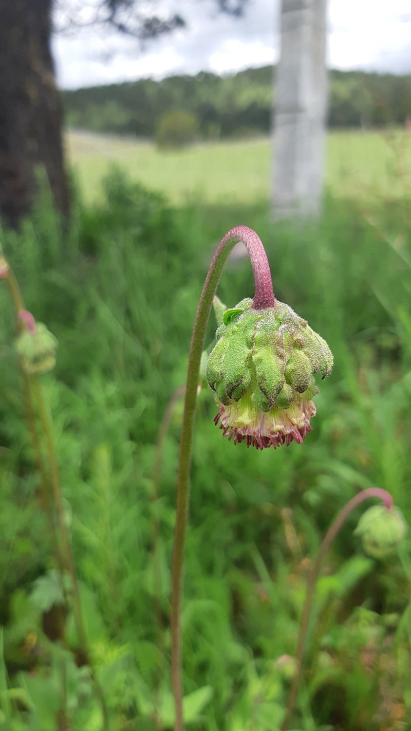 Brickellia monocephala photo 2