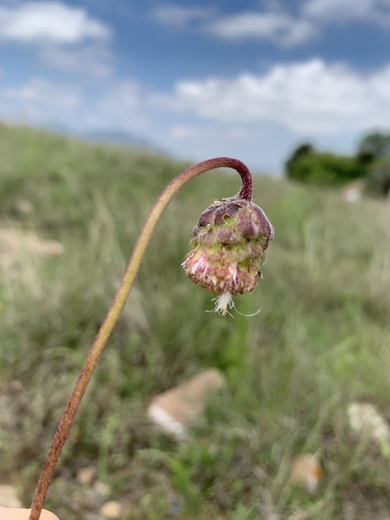Brickellia monocephala photo 3