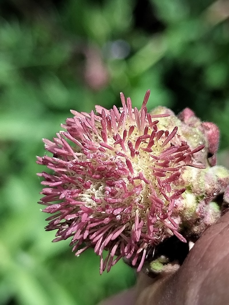 Brickellia monocephala photo 4