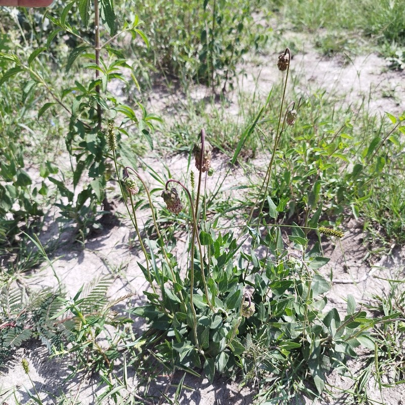 Brickellia monocephala photo 7