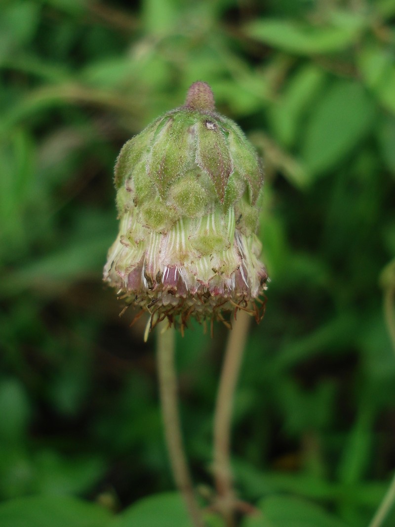 Brickellia monocephala photo 8