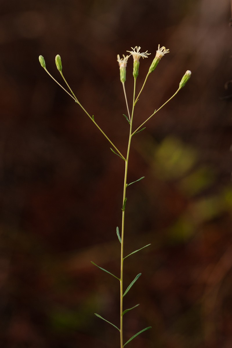 Brickellia mosieri photo 6