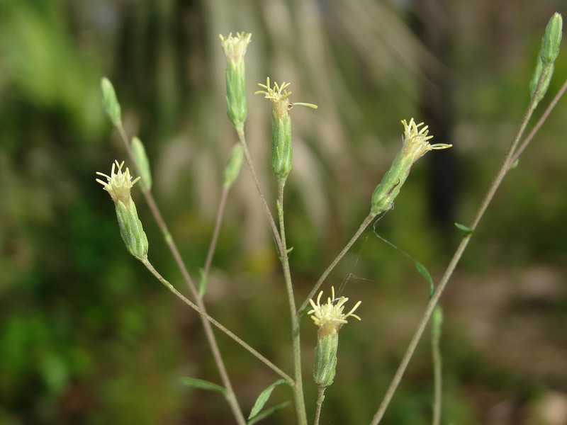 Brickellia mosieri photo 7