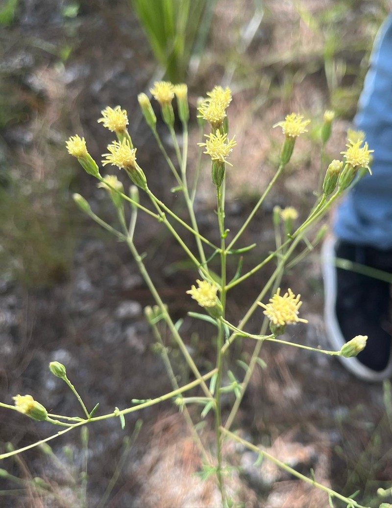 Brickellia mosieri photo 8