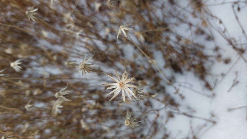 Brickellia nesomii photo 2