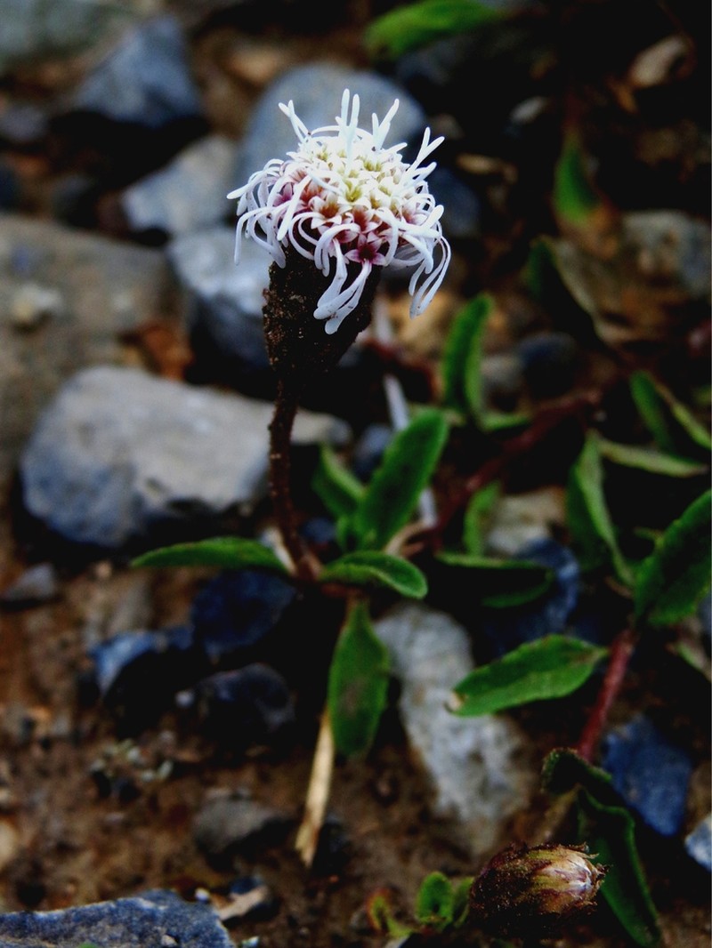 Brickellia nesomii photo 3