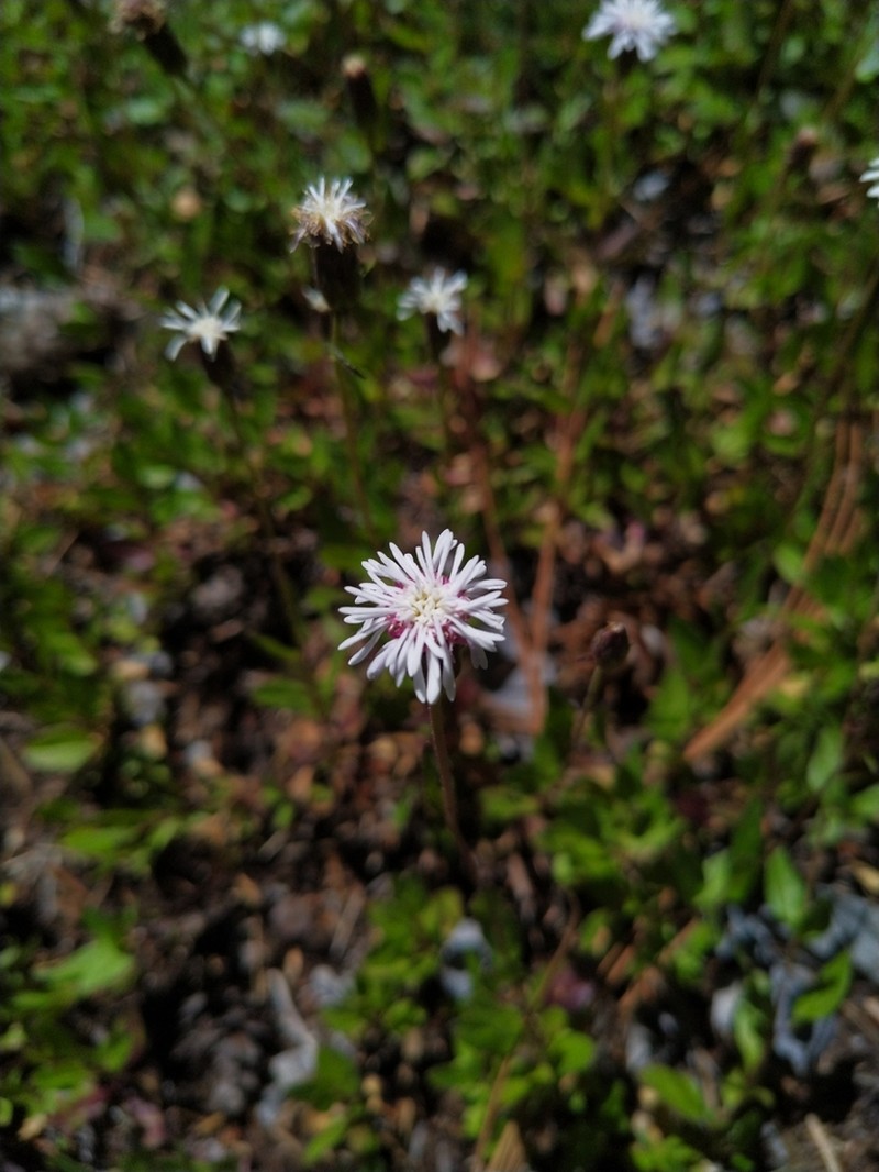 Brickellia nesomii photo 4