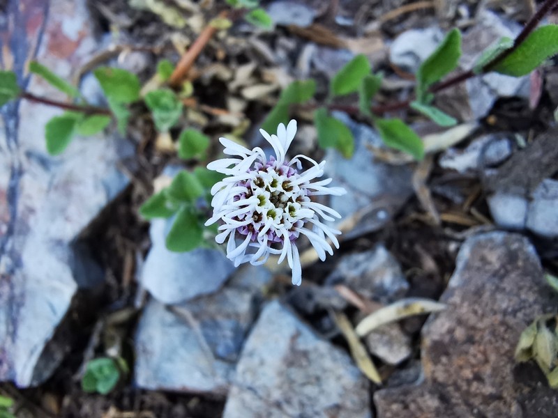 Brickellia nesomii photo 5