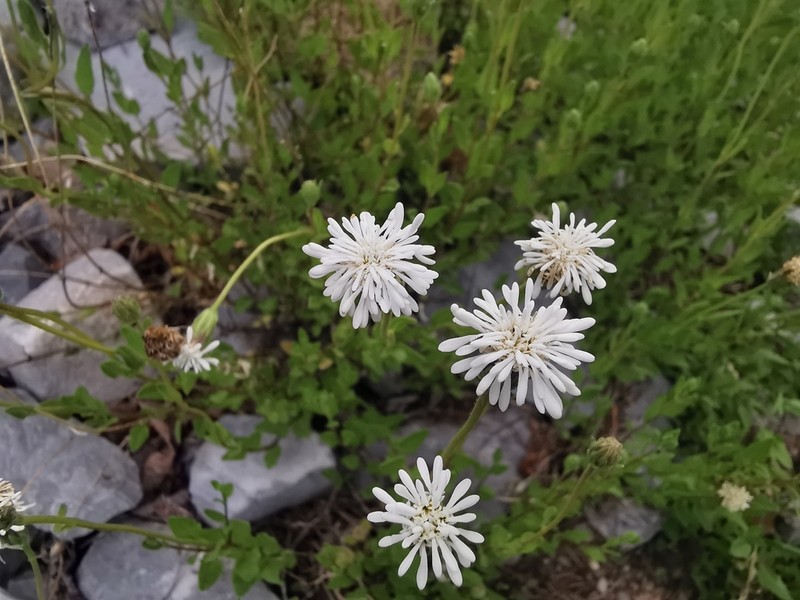 Brickellia nesomii photo 6
