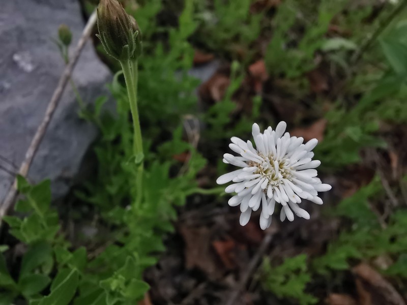 Brickellia nesomii photo 8