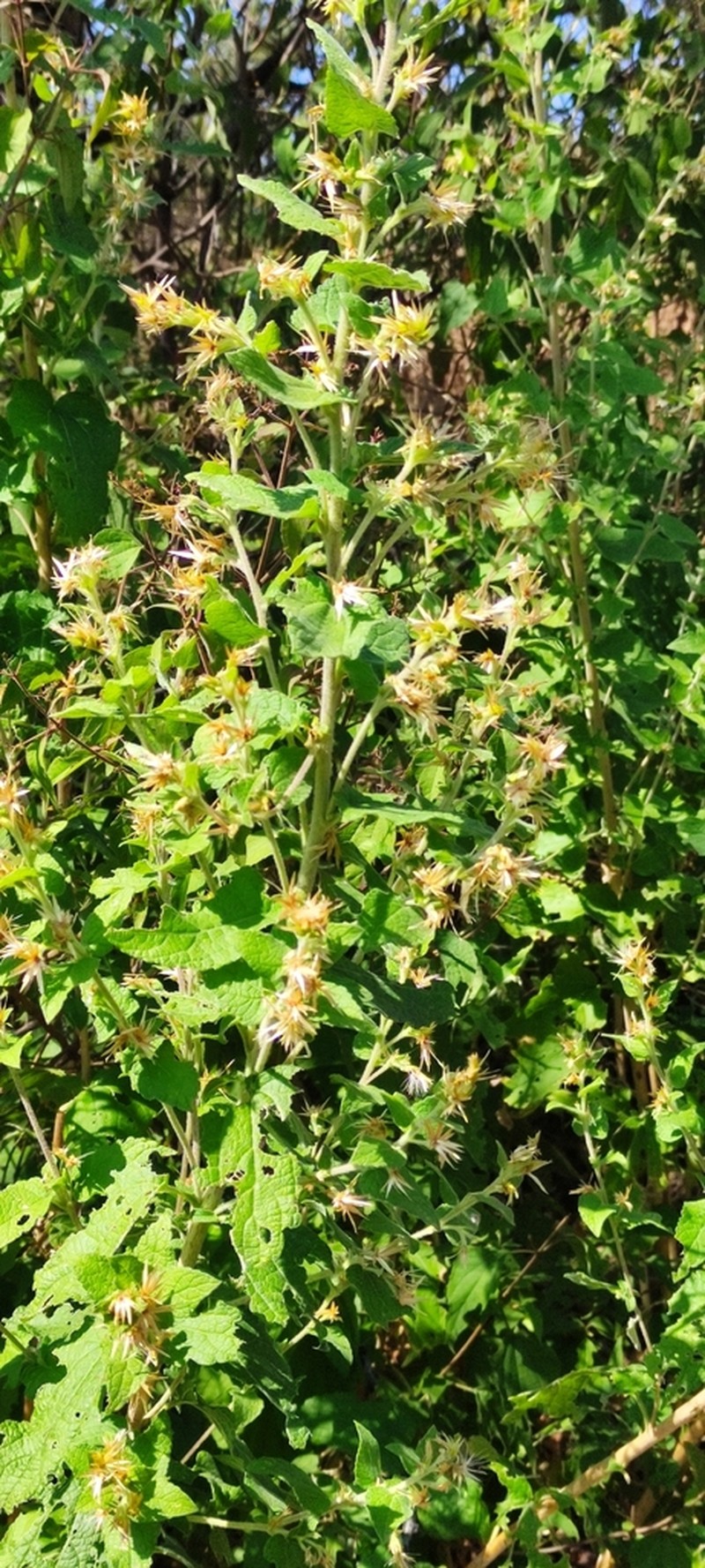 Brickellia nutanticeps photo 2