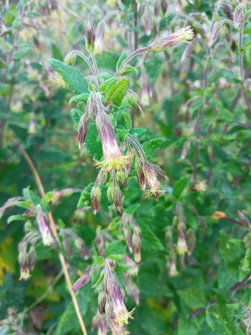 Brickellia nutanticeps photo 3