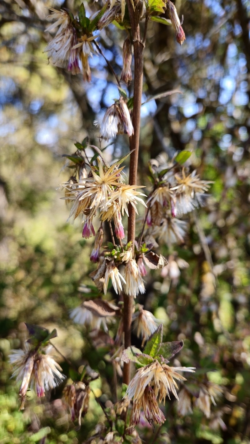 Brickellia nutanticeps photo 4