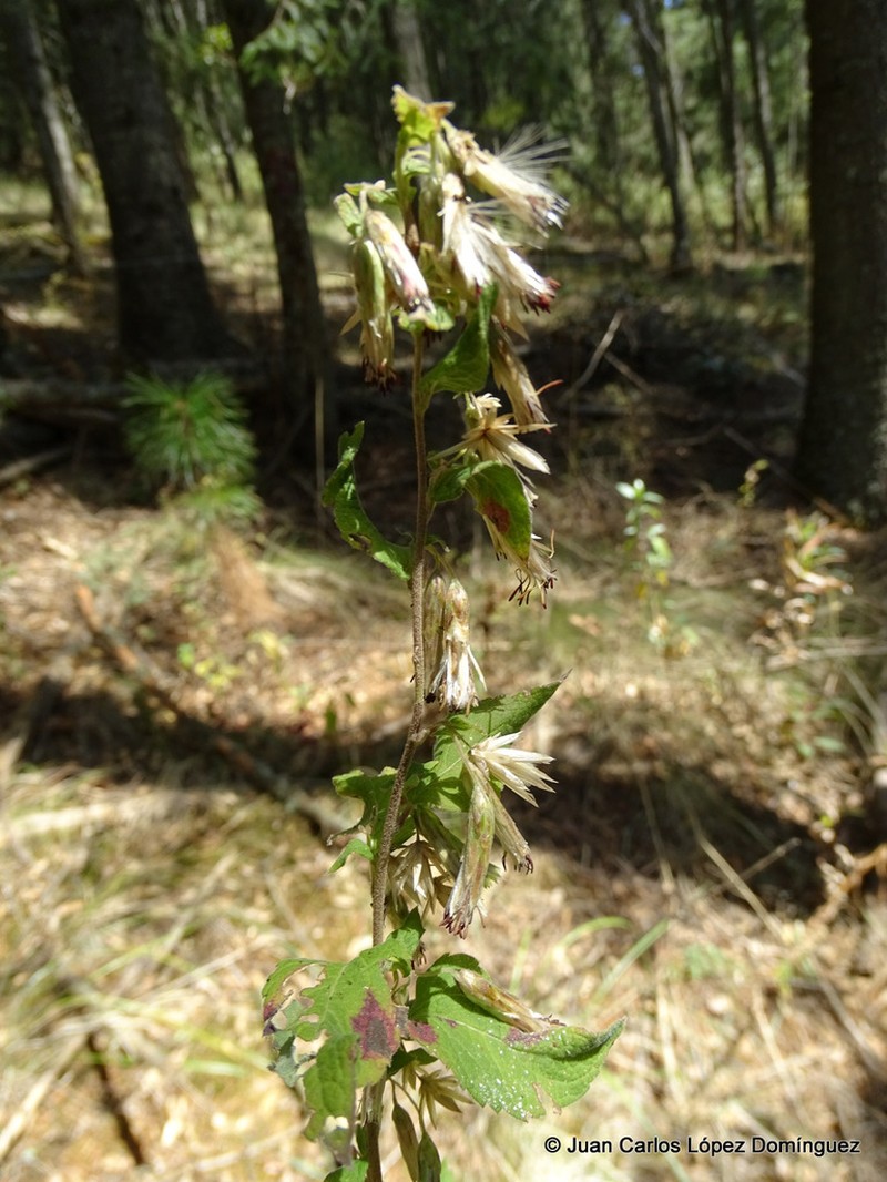 Brickellia nutanticeps photo 5