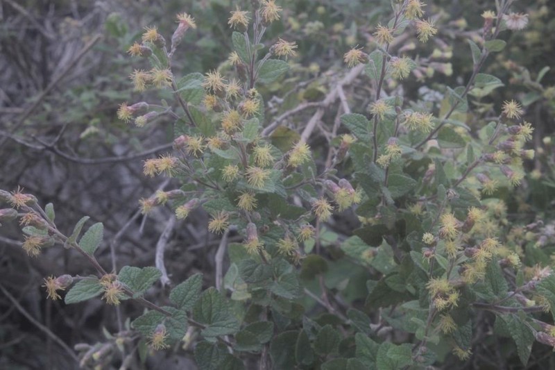Brickellia nutanticeps photo 6
