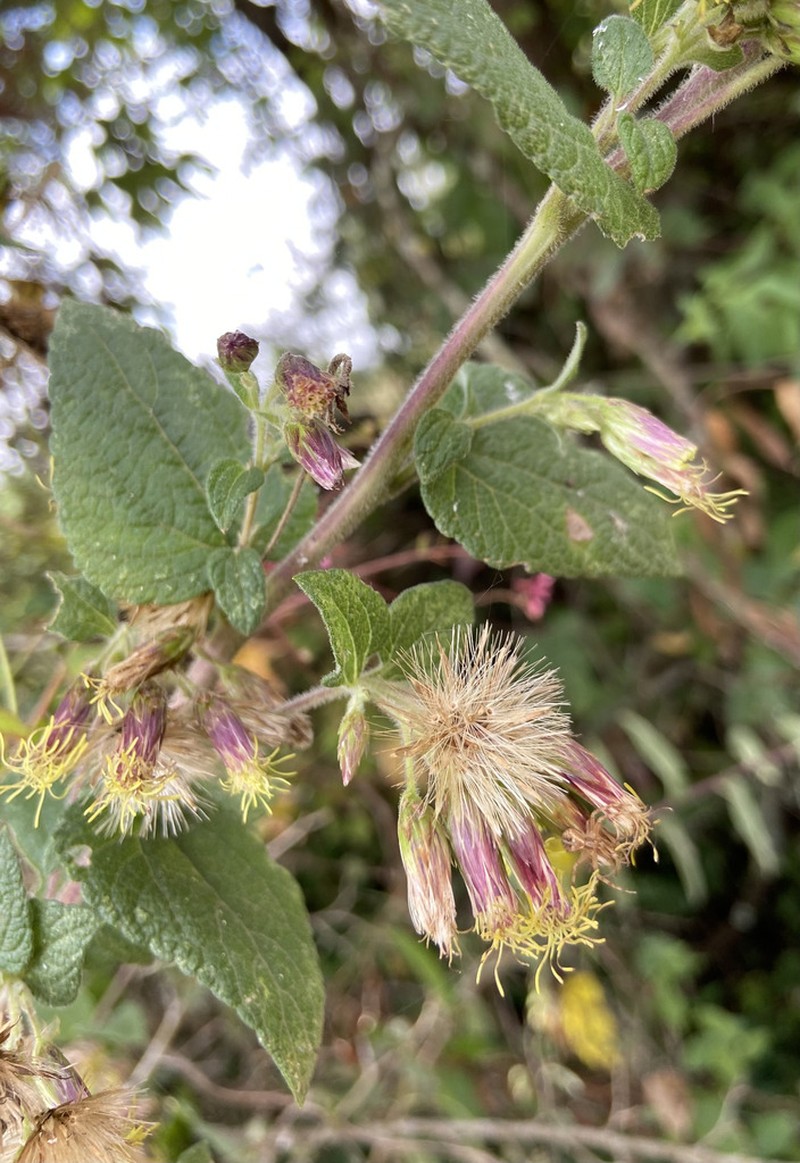 Brickellia nutanticeps photo 7