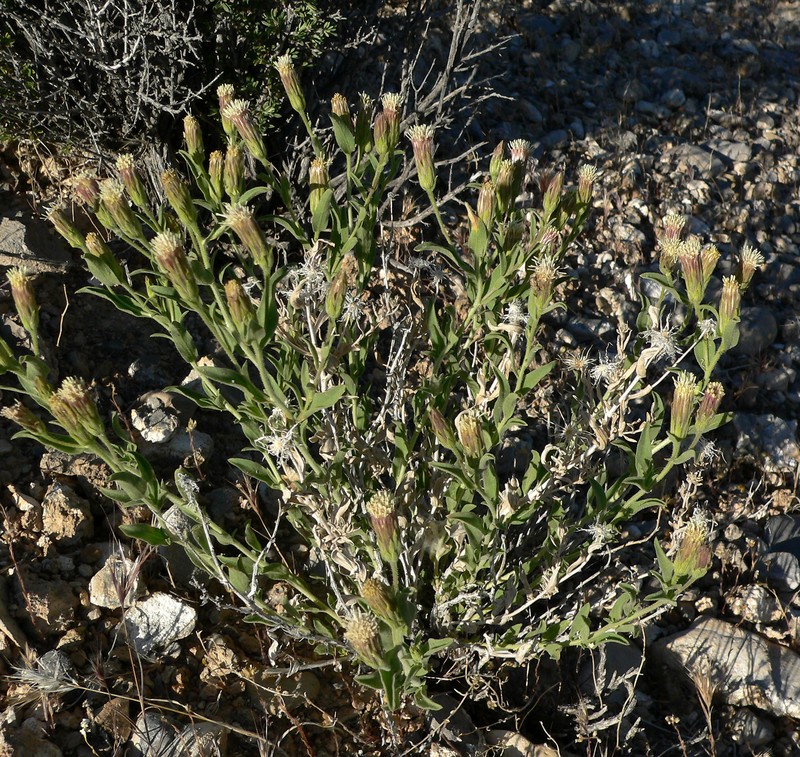Mojave Brickellbush