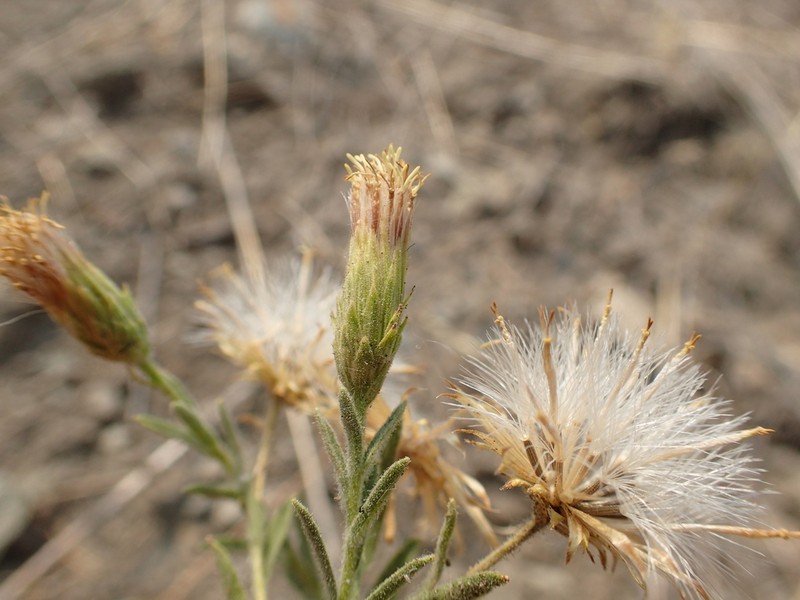 Mojave Brickellbush photo 2