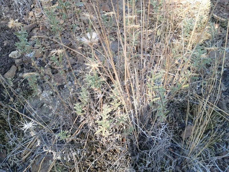 Mojave Brickellbush photo 4