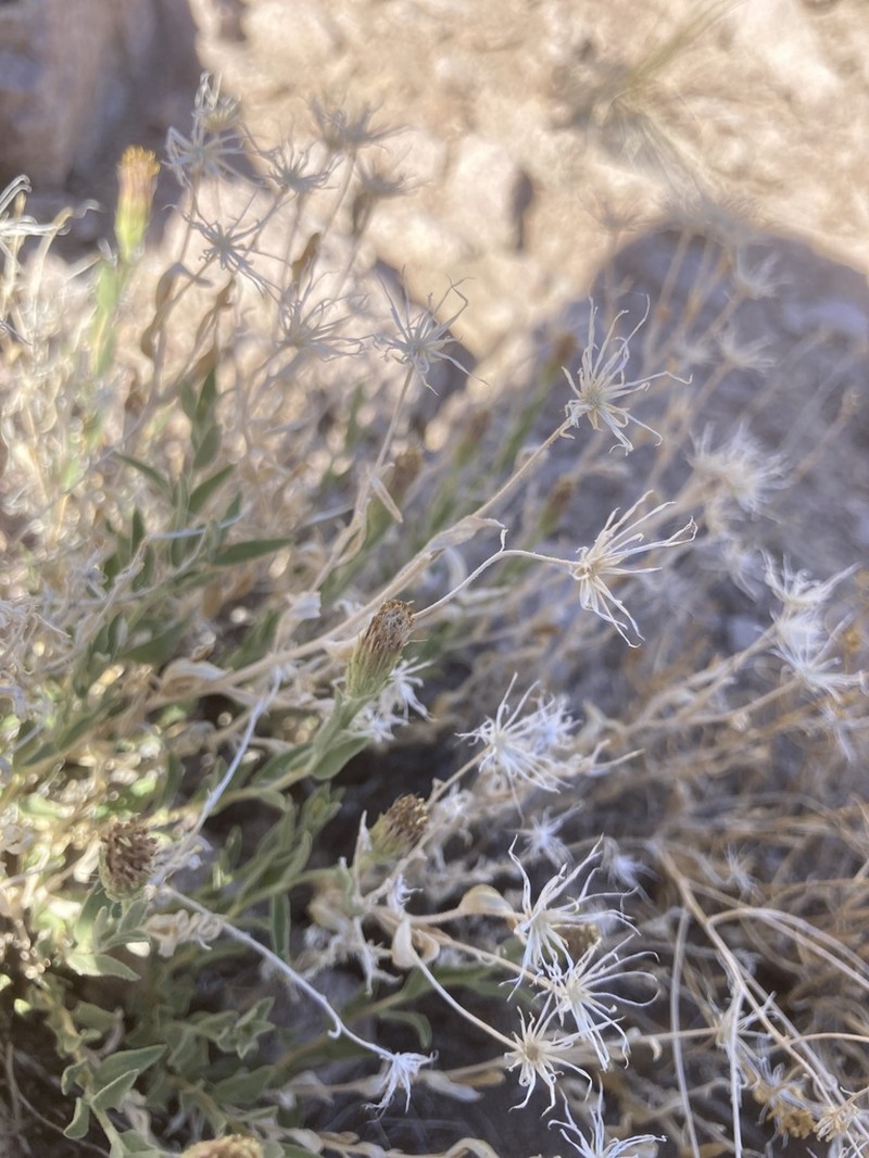 Mojave Brickellbush photo 5