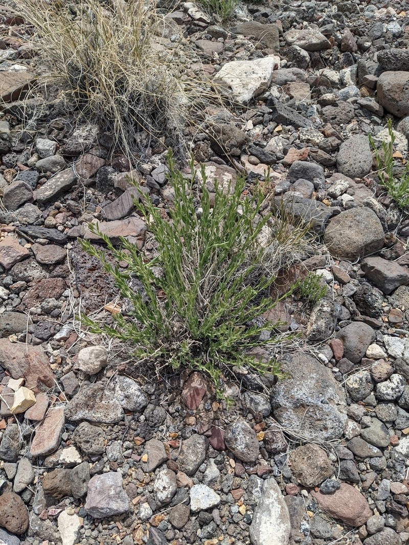 Mojave Brickellbush photo 6
