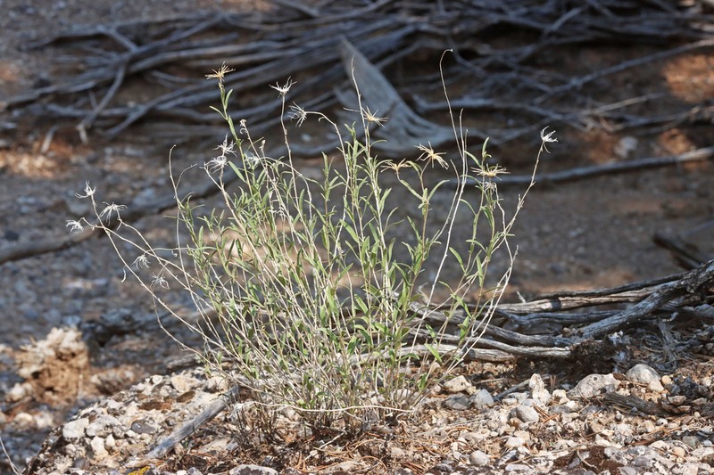 Mojave Brickellbush photo 7