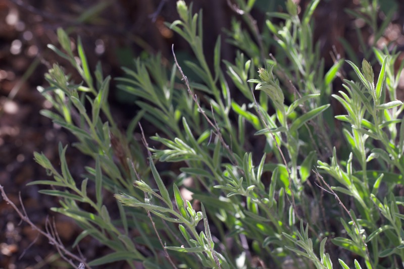 Brickellia oblongifolia var. linifolia