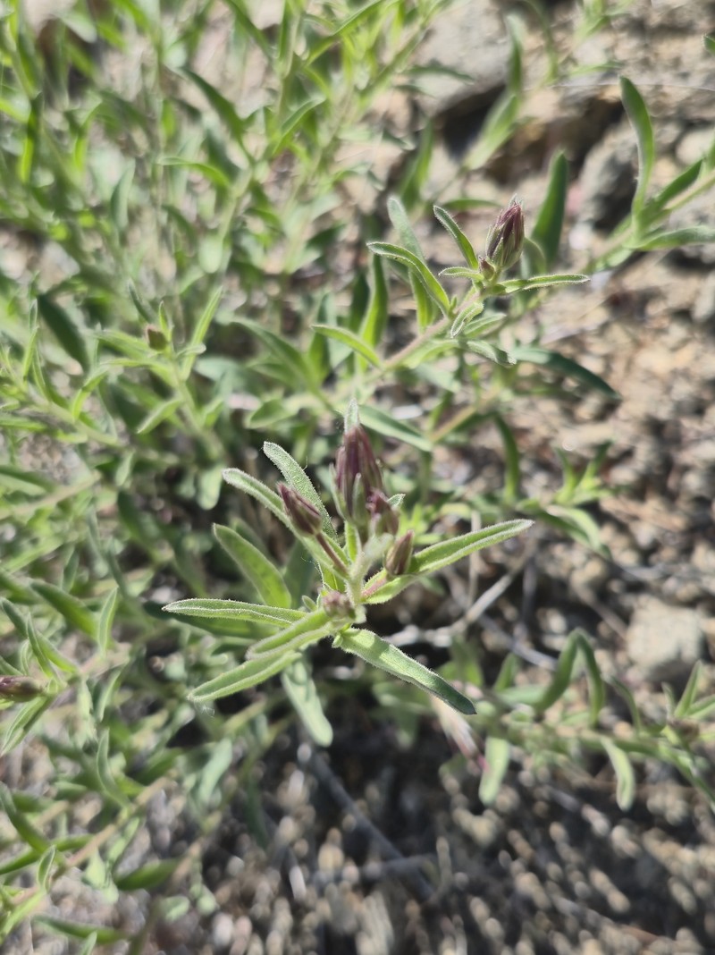 Brickellia oblongifolia var. linifolia photo 2