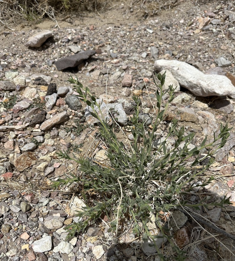 Brickellia oblongifolia var. linifolia photo 3