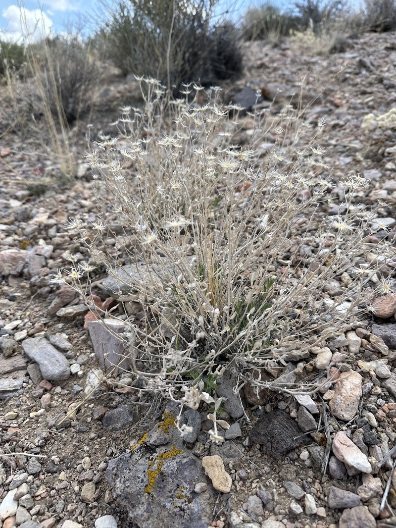 Brickellia oblongifolia var. linifolia photo 4