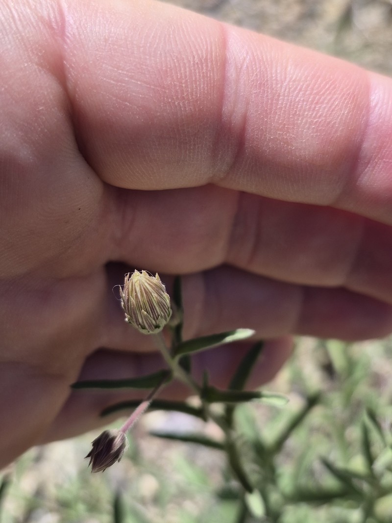 Brickellia oblongifolia var. linifolia photo 5