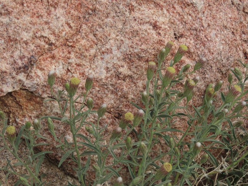 Brickellia oblongifolia var. linifolia photo 6