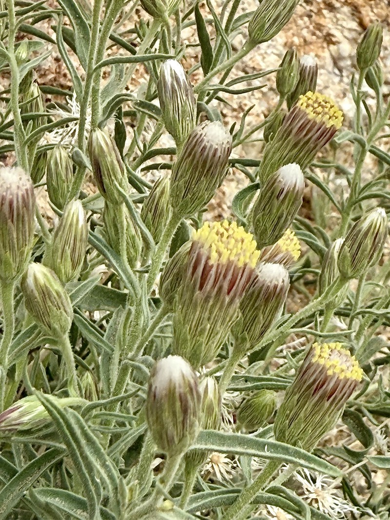 Brickellia oblongifolia var. linifolia photo 7