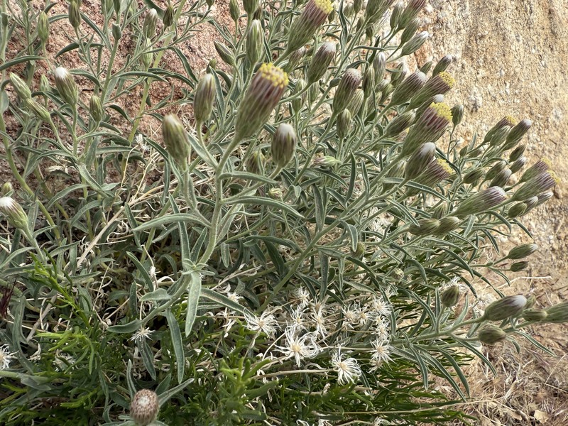Brickellia oblongifolia var. linifolia photo 8