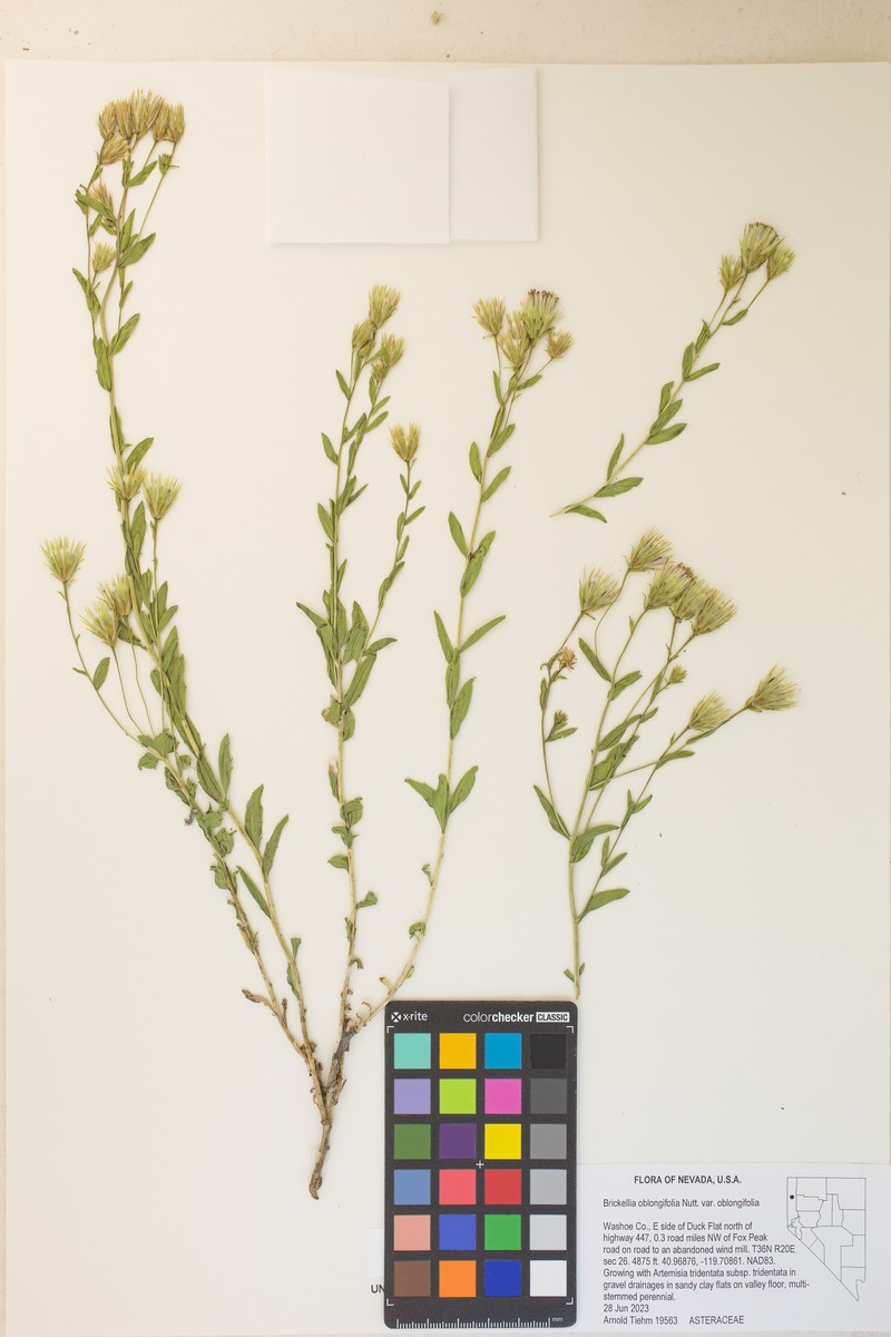 Brickellia oblongifolia var. oblongifolia photo 3