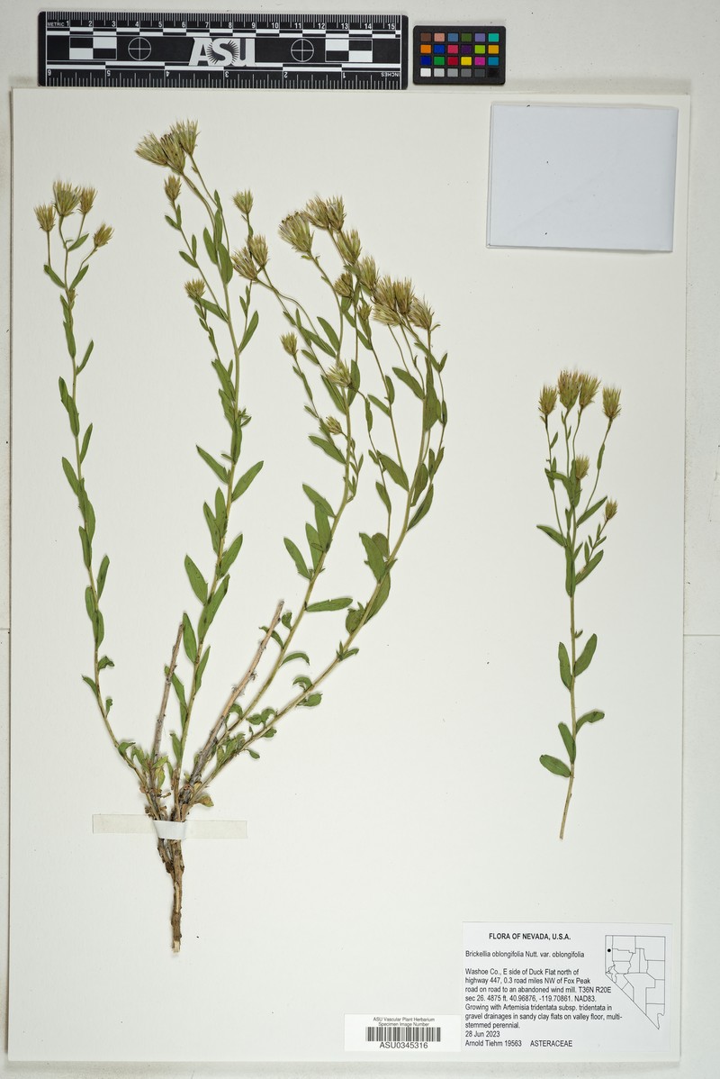 Brickellia oblongifolia var. oblongifolia photo 4