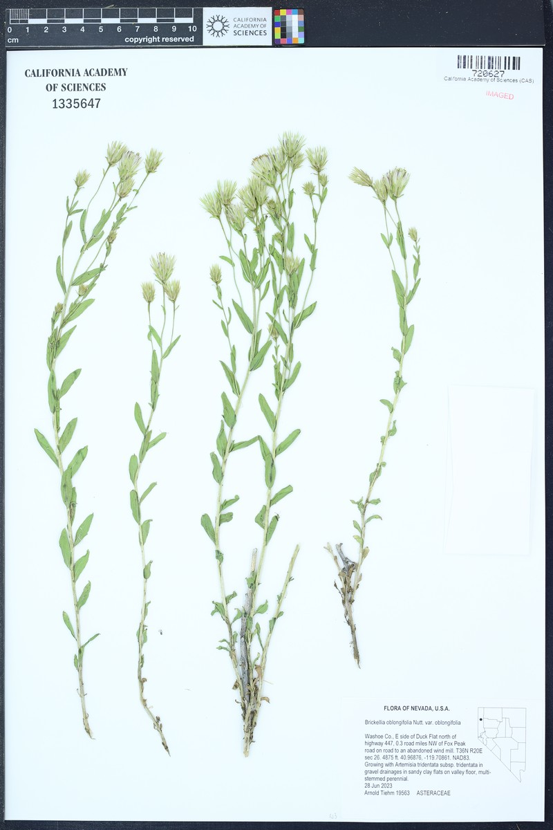 Brickellia oblongifolia var. oblongifolia photo 2
