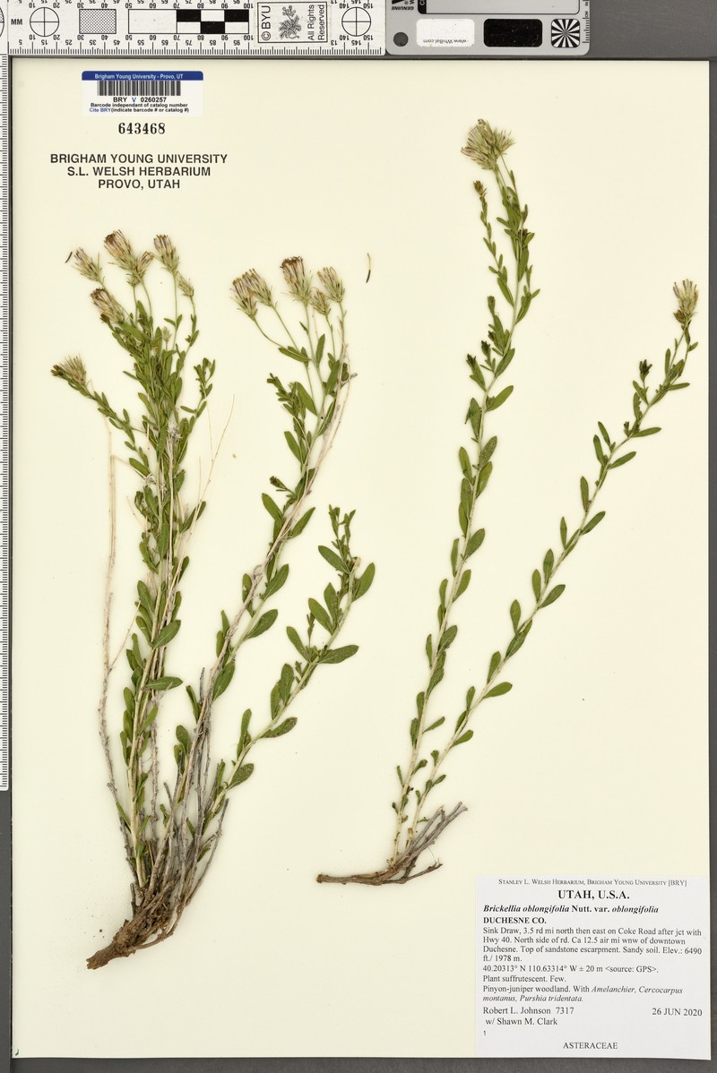 Brickellia oblongifolia var. oblongifolia photo 3